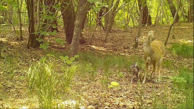 가야산국립공원에서 담비로부터 새끼를 보호하는 고라니. [국립공원공단 제공. 재판매 및 DB 금지] 