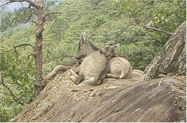 재작년 10월 9일 속리산국립공원 고지대 바위 위에서 산양과 새끼 산양이 쉬는 모습. [국립공원공단 제공. 재판매 및 DB 금지]