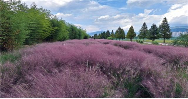 부산 대저생태공원 핑크뮬리 군락지