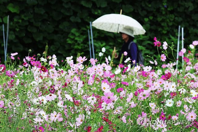 가을비와 코스모스