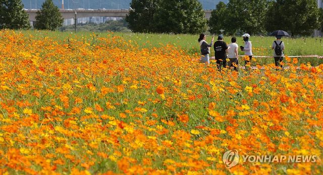 추분 앞두고 활짝 핀 가을 코스모스