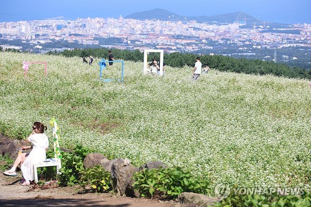 메밀꽃 핀 제주