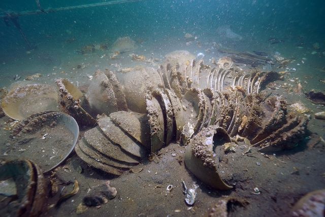 국립해양유산연구소, 태안 마도 해역 조사…청자 다발·닻 발견