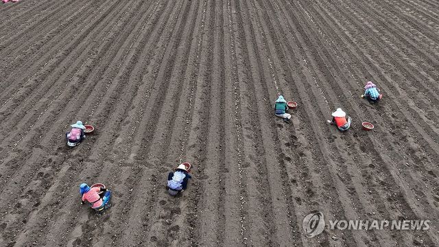제주 농경지에서 밭일하는 농민들