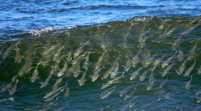 서핑 즐기듯 파도 타는 숭어 떼
