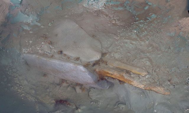 국립해양유산연구소, 태안 마도 해역 조사…청자 다발·닻 발견