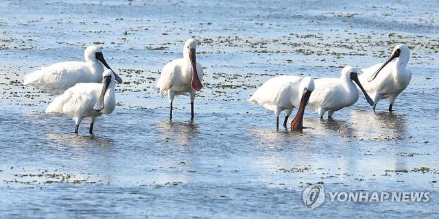 저어새 무리의 사냥