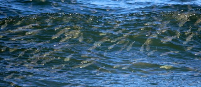 파도 타며 유영하는 숭어 떼 