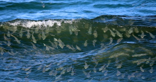 파도 타는 숭어 떼 '물 반 고기 반'