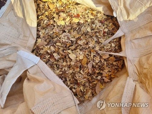 한곳에 모인 낙엽들