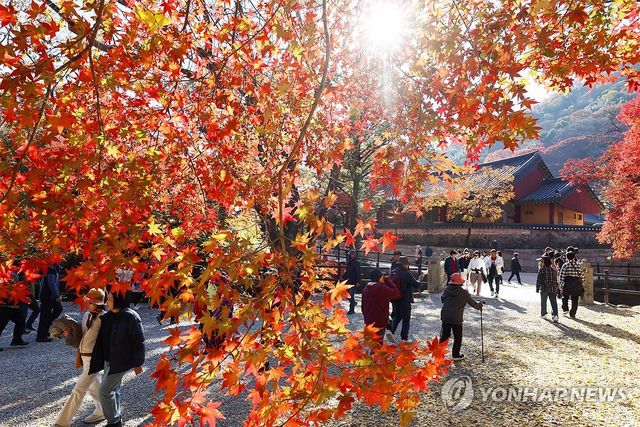가을색 물든 백양사
