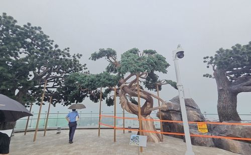 빅트리 상부에 설치된 인공나무