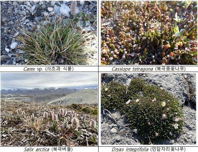 그린란드 북부 시리우스 파셋에서 자라는 식물