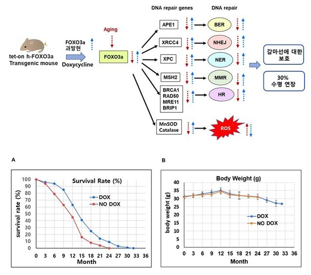 한림대 의대 이재용 연구교수팀 실험 내용