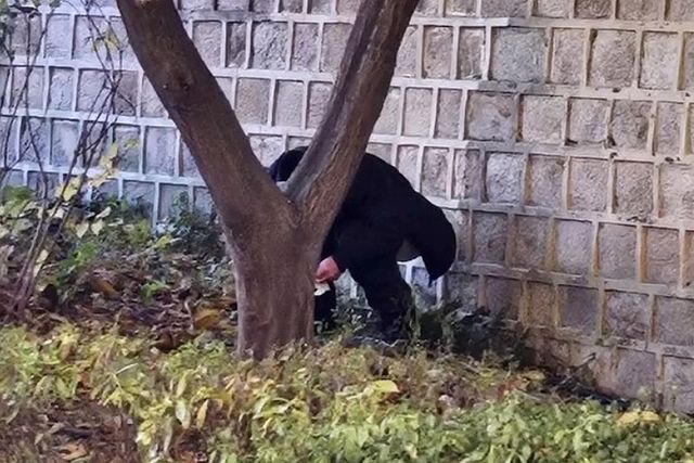 경복궁 돌담길 아래에서 용변 본 남성