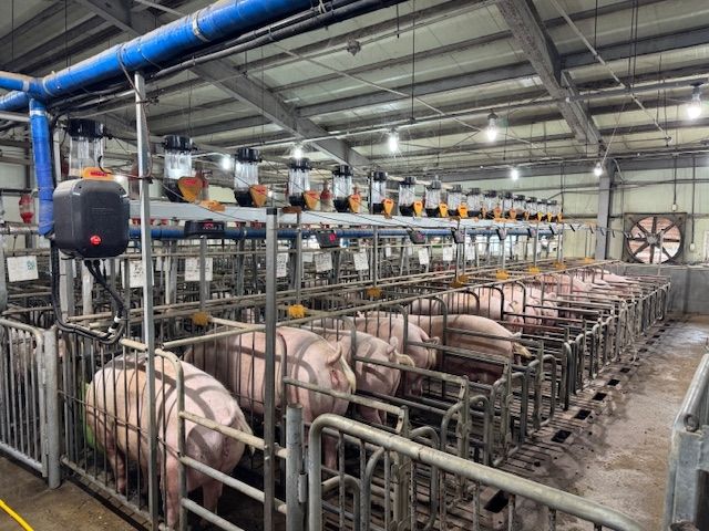 농진청 어미돼지 체형 관리 자동화 시스템