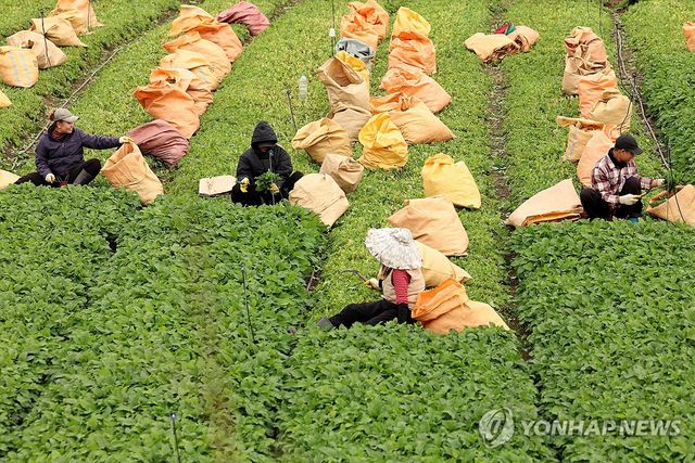 제주는 취나물 수확철