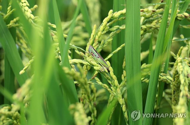 올해 벼농사는 대풍