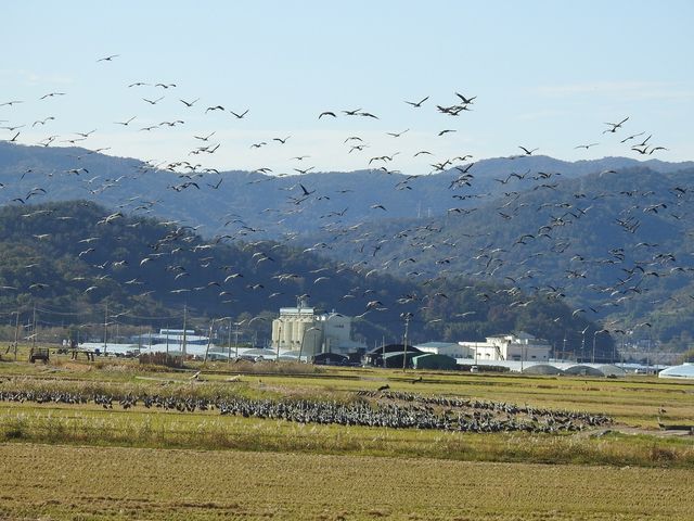 순천만 흑두루미