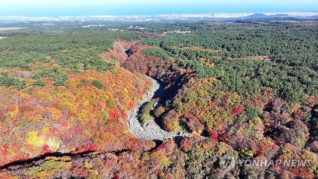한라산 천아계곡 단풍 절정