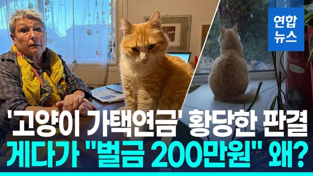 [영상] 옆집 침범해 볼일 본 고양이 '가택연금'…"佛 최고 논란 판결" - 2