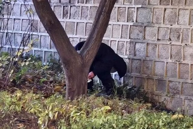 경복궁 돌담길 아래에서 용변 본 남성