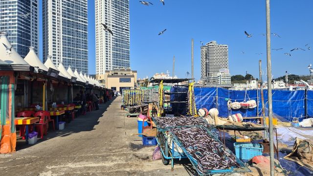 활기 넘치는 속초 오징어 난전