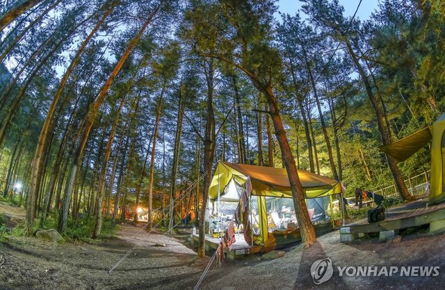 동해 무릉힐링캠핑장