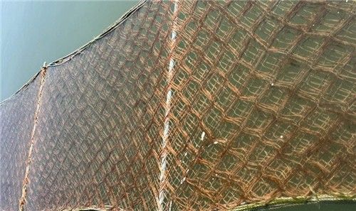 황백화 현상 발생한 서천 김 양식장