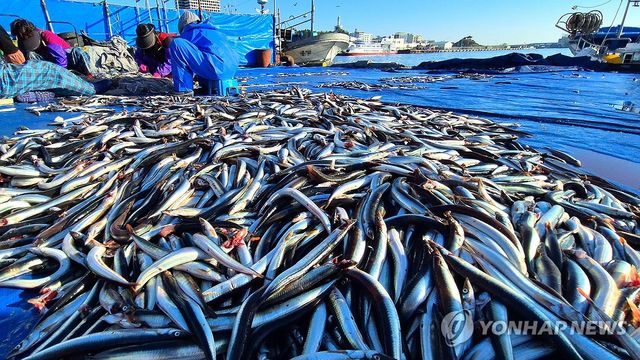 제철 맞은 동해안 양미리