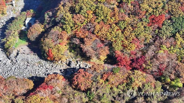 한라산 천아계곡 단풍 절정