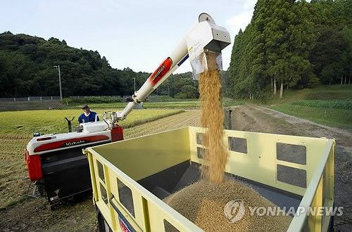 일본 쌀 수확 모습