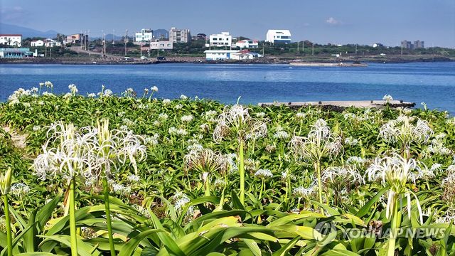 제주시 구좌읍 하도로 토끼섬에 핀 문주란꽃