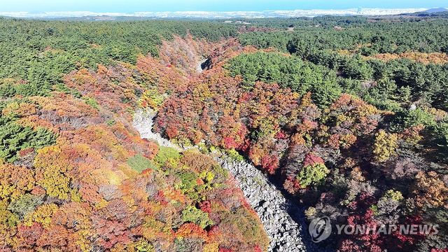 한라산 천아계곡 단풍 절정