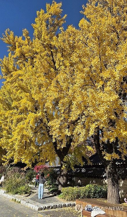 전주 한옥마을의 가을 풍경
