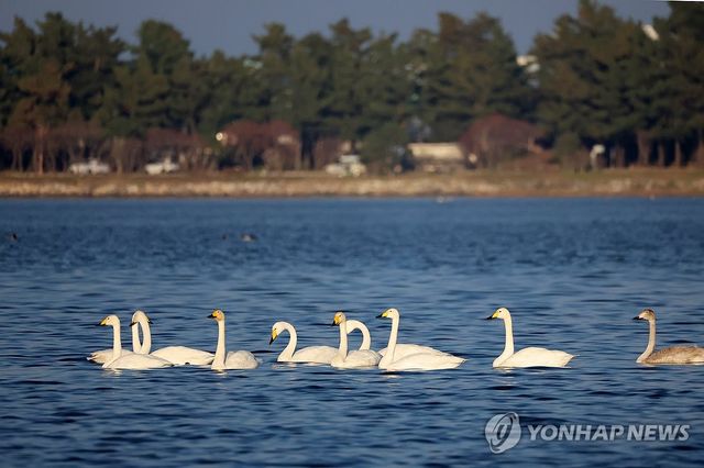 경포호의 큰고니 가족