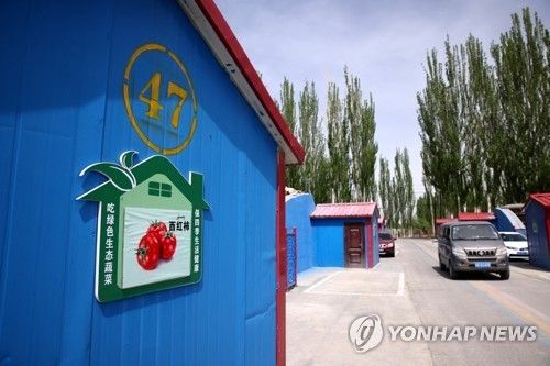 중국 신장 지역의 토마토 농장