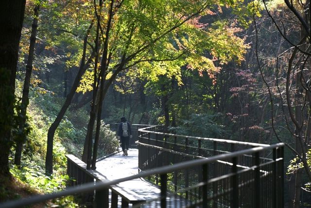 서울 중구 '남산자락숲길' 모습