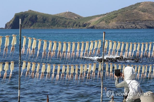 제주 바다 오징어 말리는 풍경