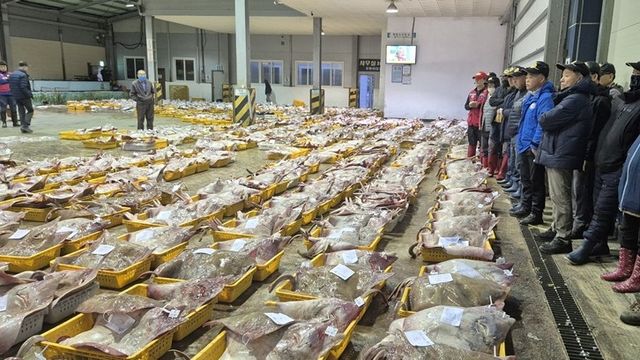 17일 신안수협 흑산지점 위판장에 나온 흑산홍어 