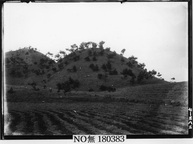 경남 창녕 교동 11호분 전경을 촬영한 유리건판 자료 