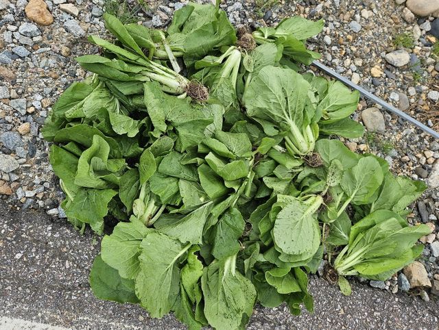 "배추 심었는데 다른 작물이"