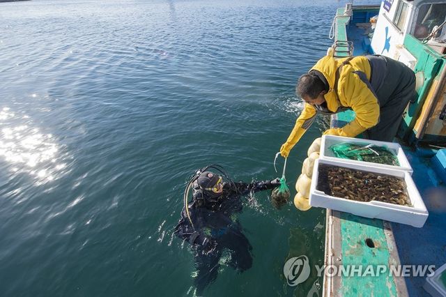 방류되는 어린 해삼