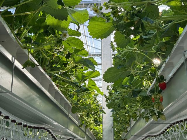 양구군, 지역특화 임대형 스마트팜