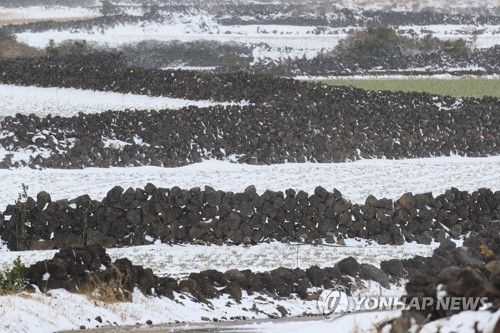제주 돌담 겨울 풍경