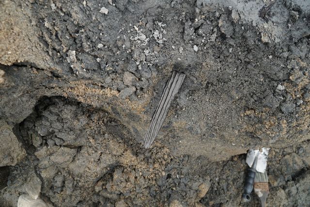 '기묘년' 글자가 적힌 목간 출토 당시 모습 