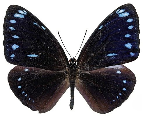 거제도에서 발견된 국내 미기록종 '푸른줄까마귀왕나비'. [국립호남권생물자원관 제공. 재판매 및 DB 금지]