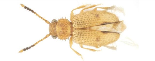 제주도에서 발견된 닮은모래가는납작벌레 