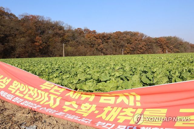 이랜드패션 물류센터 화재로 피해 본 인근 배추밭