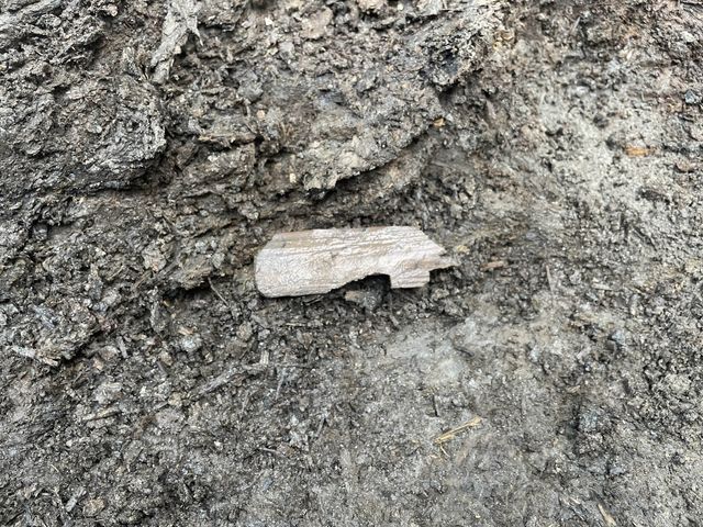 '금물노' 글자가 확인된 목간 출토 모습 